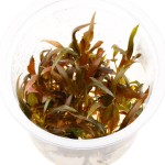 宓大屋温蒂椒草-缩略图-8