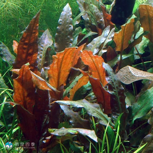 宓大屋温蒂椒草-9