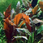 宓大屋温蒂椒草-缩略图-9