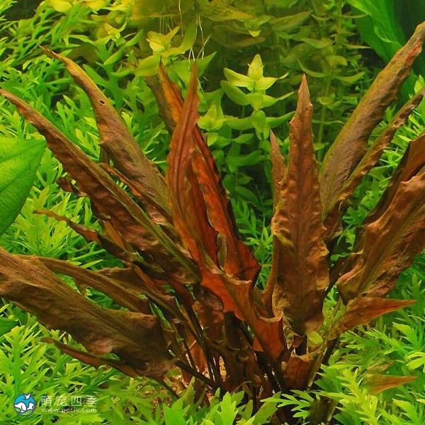 宓大屋温蒂椒草-10