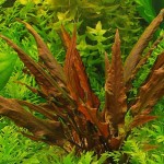 宓大屋温蒂椒草-缩略图-10