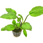 印度芭蕉草-缩略图-1