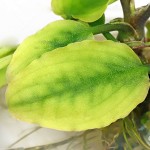 印度芭蕉草-缩略图-2