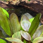 印度芭蕉草-缩略图-3