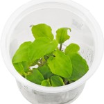 印度芭蕉草-缩略图-4