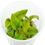 印度芭蕉草-缩略图-5