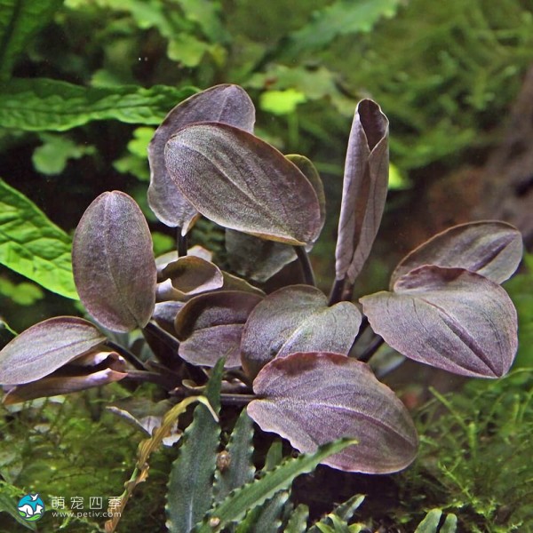 红印度芭蕉草-1