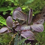 红印度芭蕉草-缩略图-1