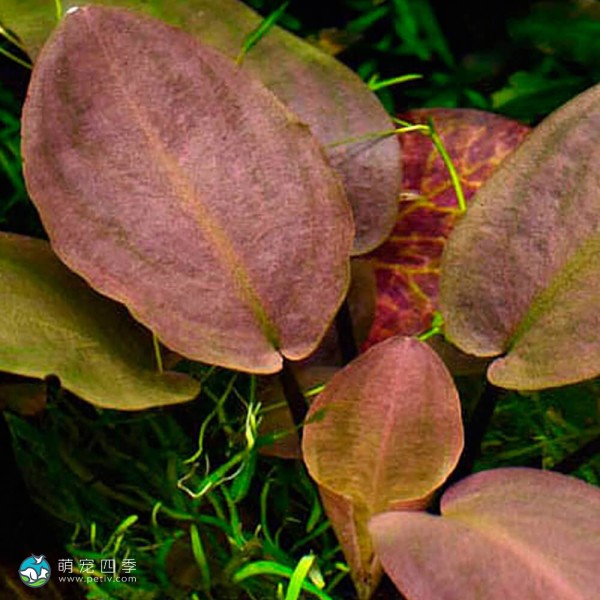 红印度芭蕉草-2