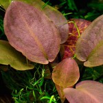 红印度芭蕉草-缩略图-2