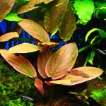 红印度芭蕉草-缩略图-3