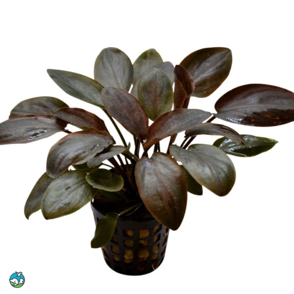 红印度芭蕉草-4