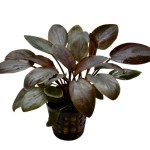 红印度芭蕉草-缩略图-4