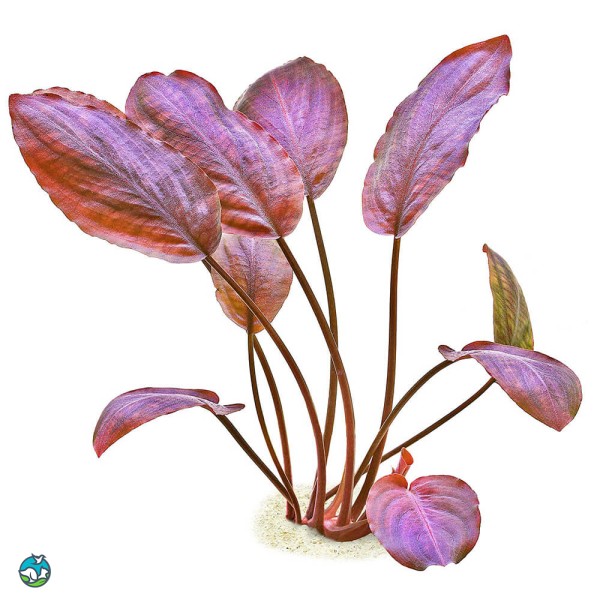 红印度芭蕉草-5