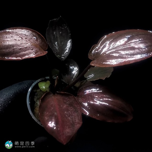 红印度芭蕉草-6