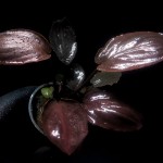 红印度芭蕉草-缩略图-6