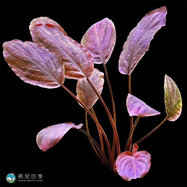 红印度芭蕉草-7