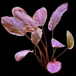 红印度芭蕉草-缩略图-7