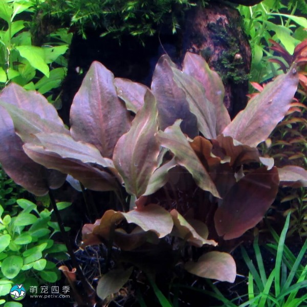 红印度芭蕉草-8