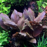 红印度芭蕉草-缩略图-8