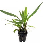 白边芭蕉草-缩略图-1