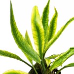 白边芭蕉草-缩略图-2