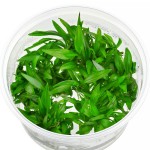 白边芭蕉草-缩略图-3