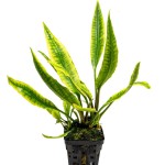 白边芭蕉草-缩略图-4