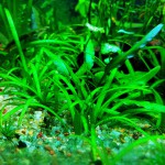 小水兰-缩略图-2