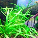 小水兰-缩略图-4