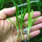 小水兰-缩略图-5