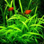 小水兰-缩略图-6