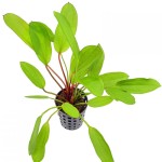 绿变色龙皇冠草-缩略图-1