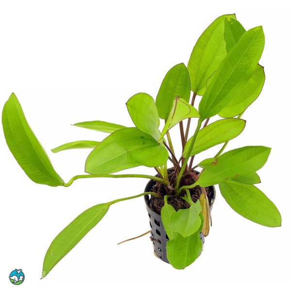 绿变色龙皇冠草-2