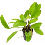 绿变色龙皇冠草-缩略图-2