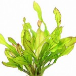 绿变色龙皇冠草-缩略图-3