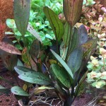 深紫皇冠草-缩略图-2