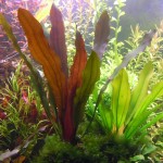 深紫皇冠草-缩略图-3