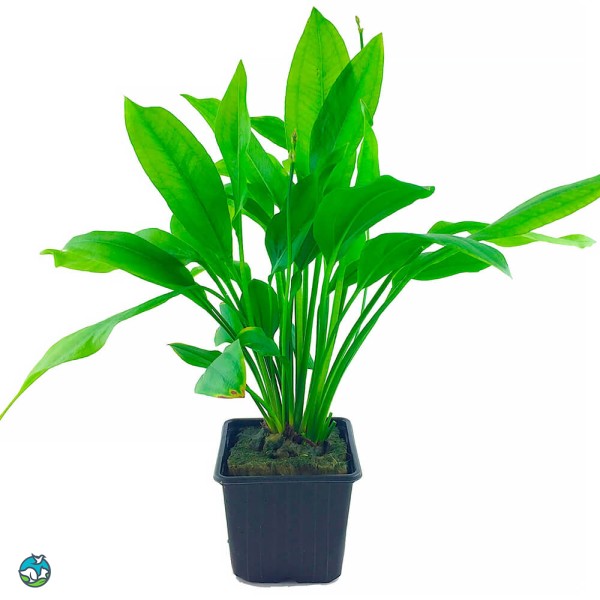 矮生宽叶皇冠草-1