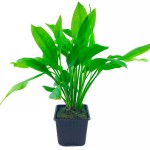 矮生宽叶皇冠草-缩略图-1