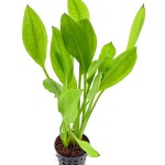 矮生宽叶皇冠草-缩略图-2