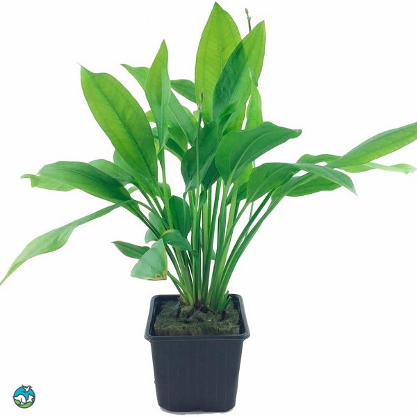 矮生宽叶皇冠草-3