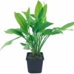 矮生宽叶皇冠草-缩略图-3