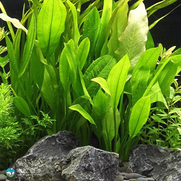 矮生宽叶皇冠草-4