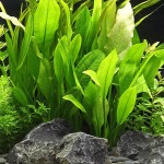 矮生宽叶皇冠草-缩略图-4