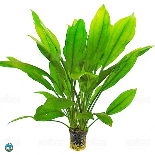 矮生宽叶皇冠草-5