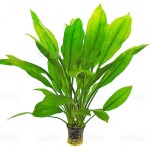 矮生宽叶皇冠草-缩略图-5