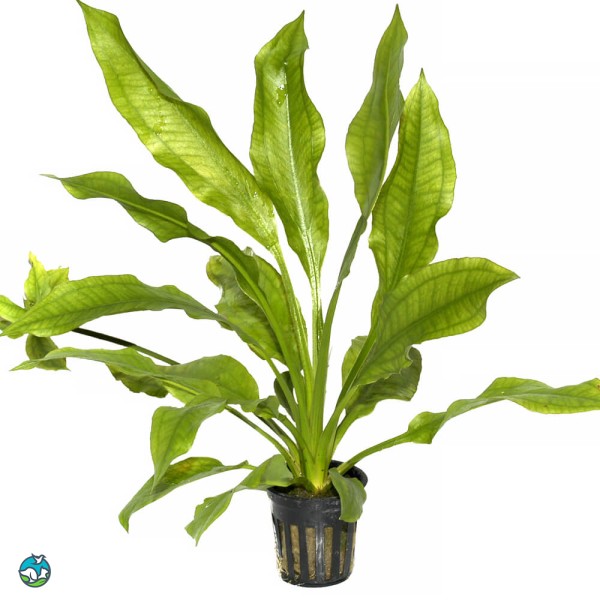 矮生宽叶皇冠草-6