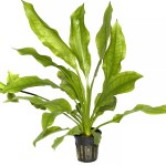 矮生宽叶皇冠草-缩略图-6