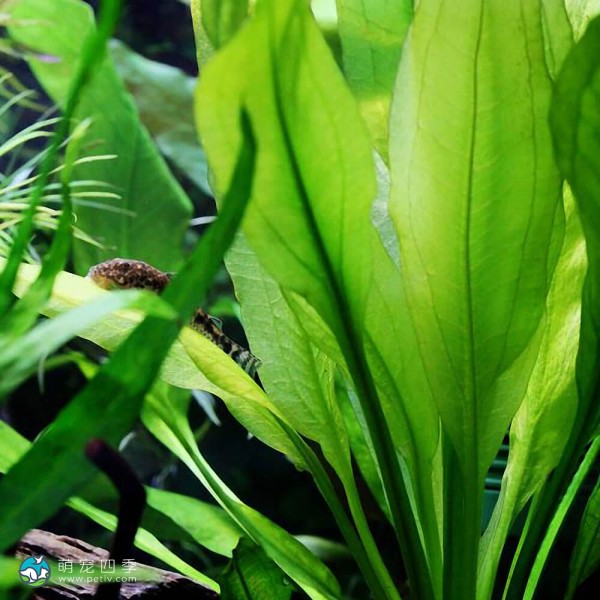 矮生宽叶皇冠草-7